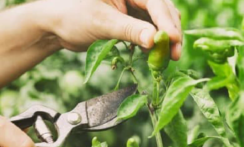 The importance of sensors and data for the smart greenhouse