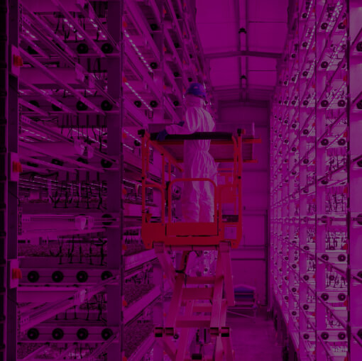 Light Science Technologies wins Innovate UK funding to develop ground-breaking sensor technology for vertical farming
