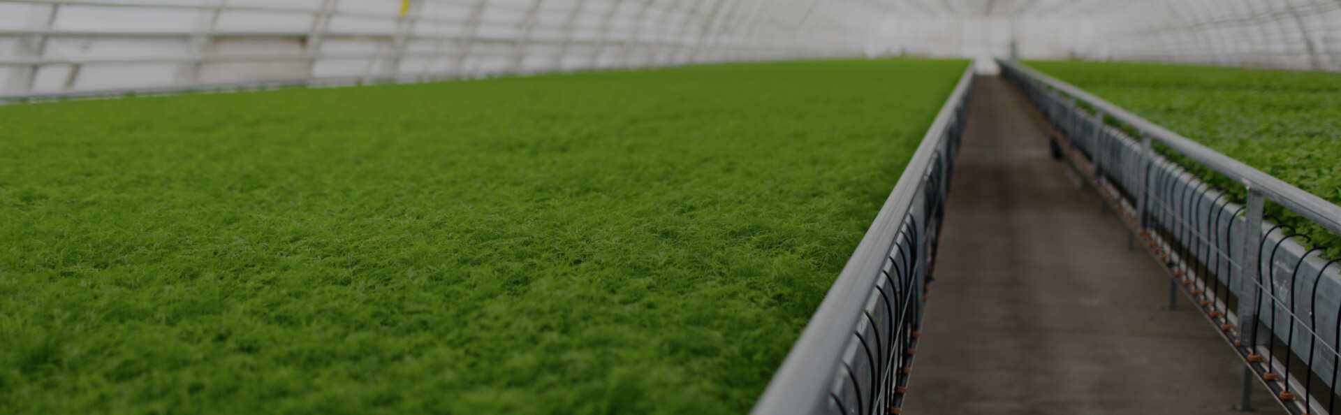 How LED grow lights can make energy savings  