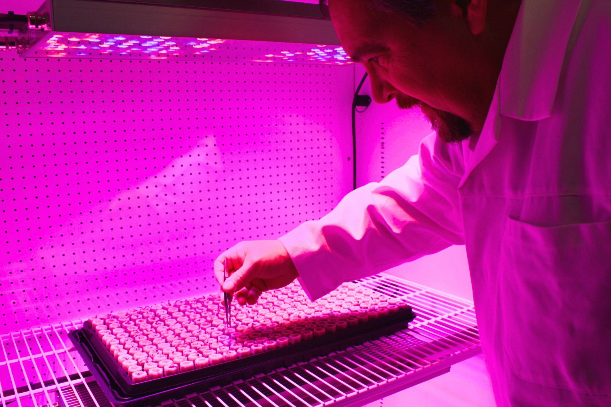 The Light Recipe: Three Reasons Why You Need Bespoke LED Grow Lighting