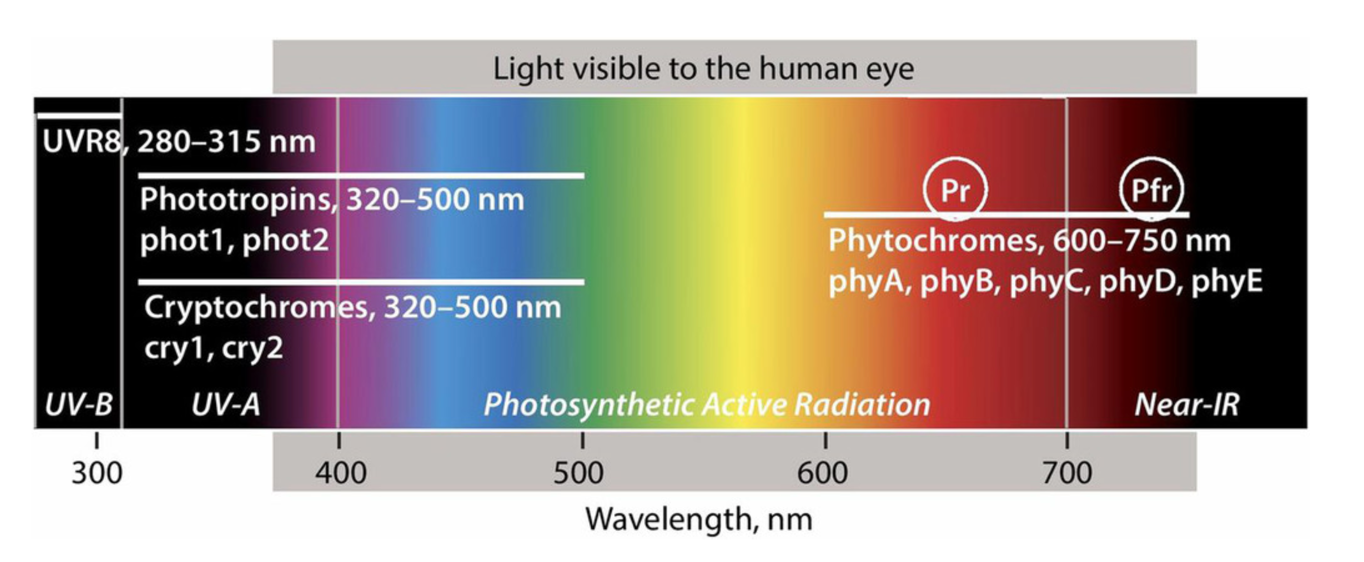 Plant photosynthetic pigments: A guide