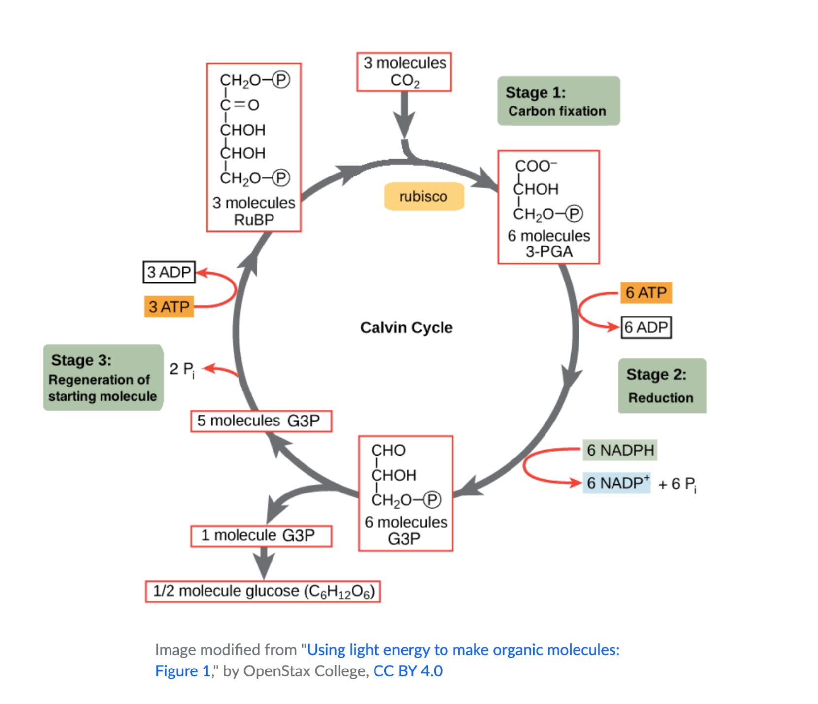 Where does photosynthesis take place?