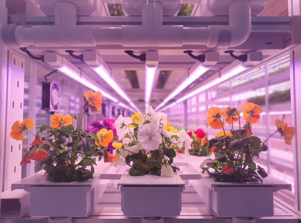 Vertical farming: 15 ways to reduce your costs
