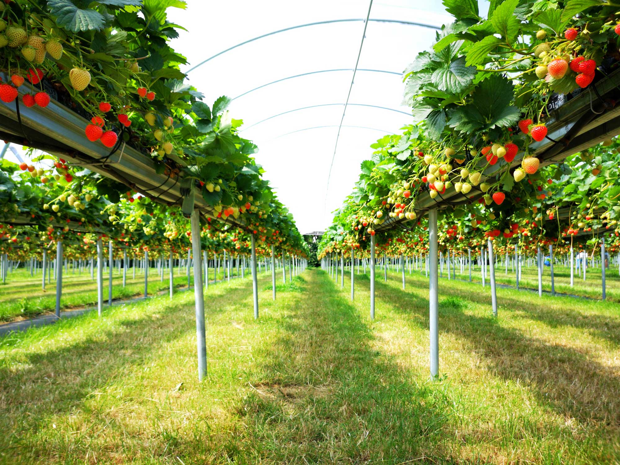 How to grow indoor strawberries