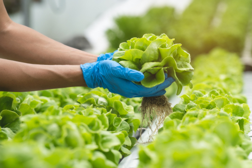 What is the difference between hydroponics, aquaponics and aeroponics?