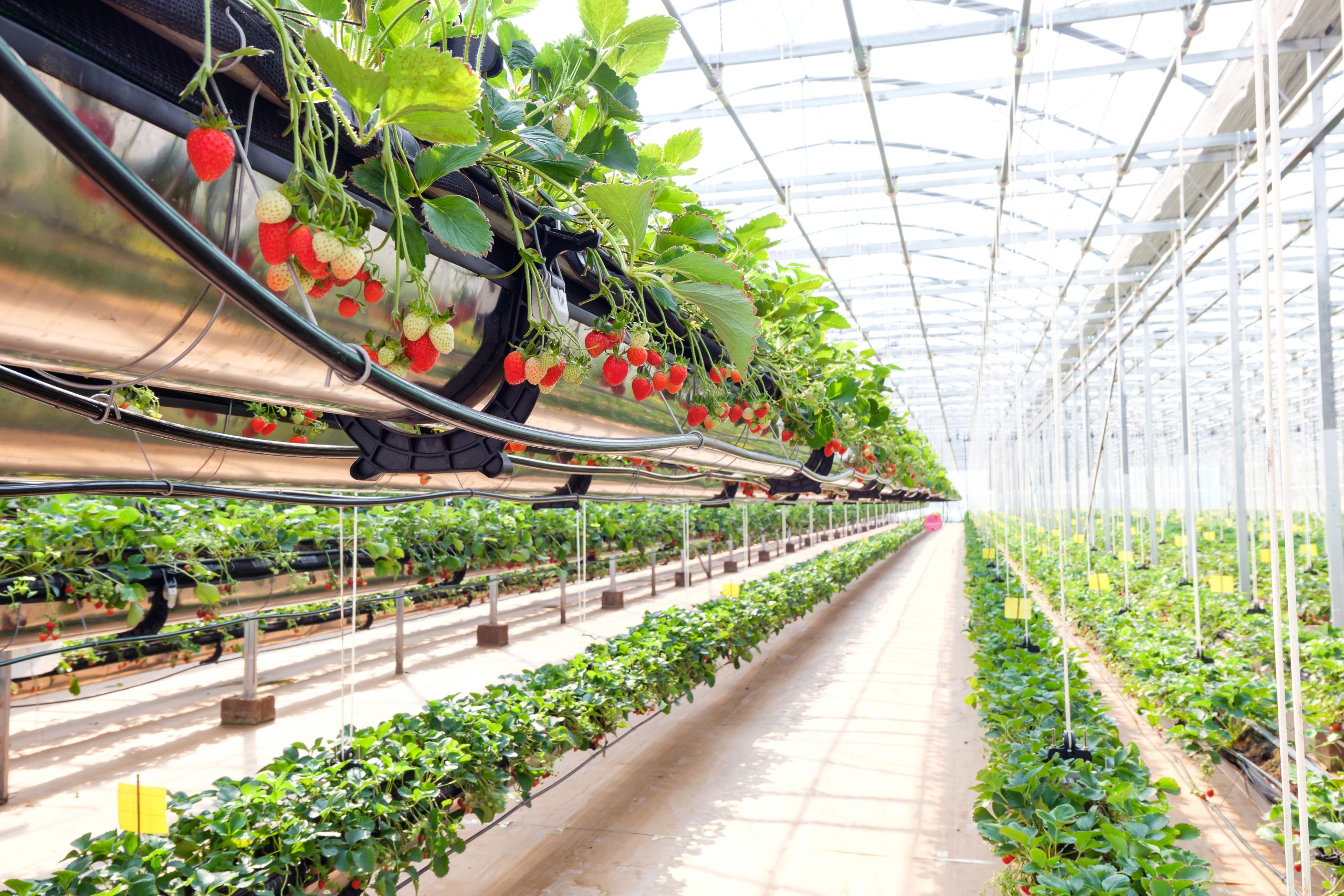2021: the year of AgriTech