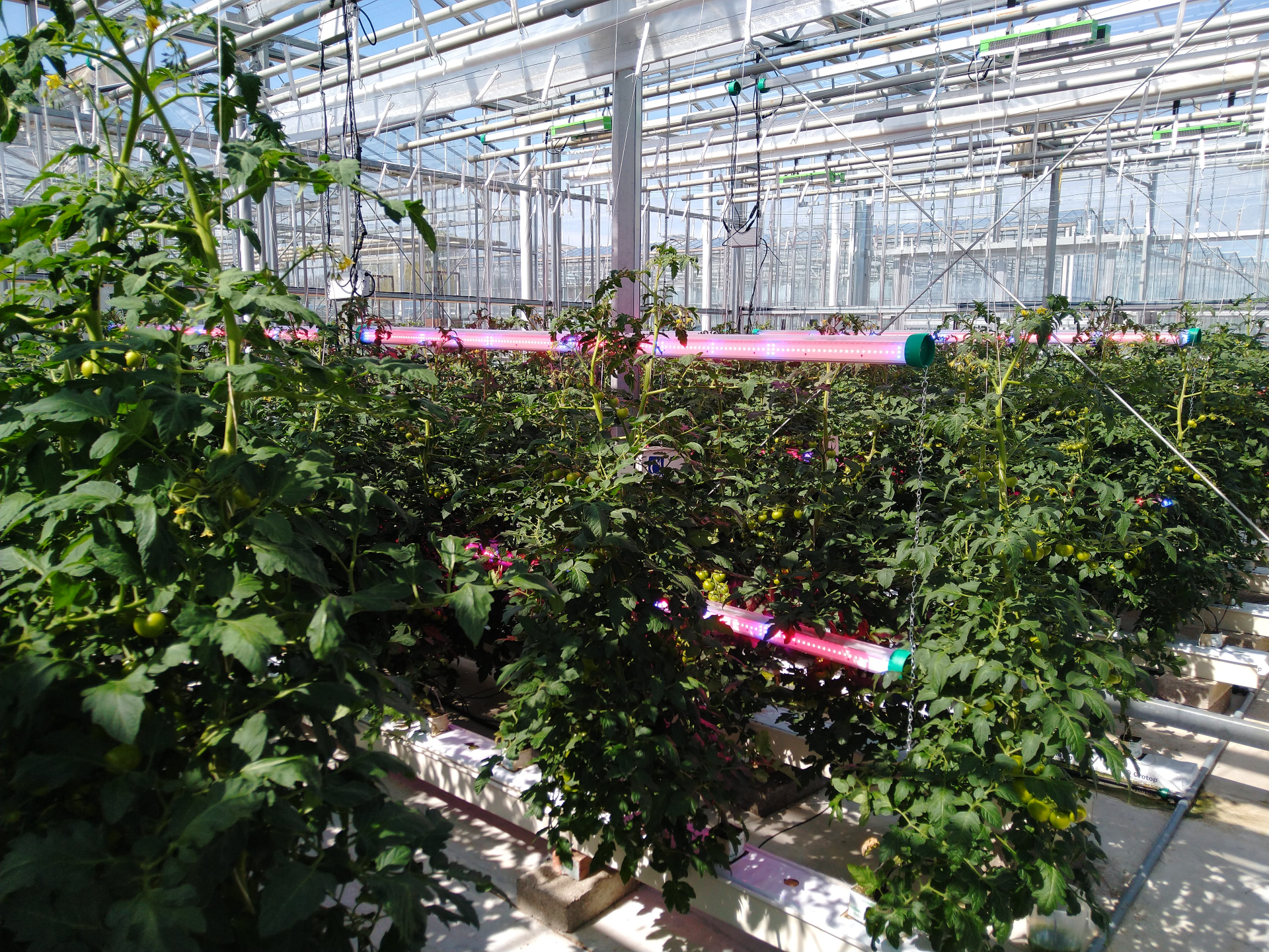 Light Science Technologies aims to cut energy usage for growers through CHAP and STC trial