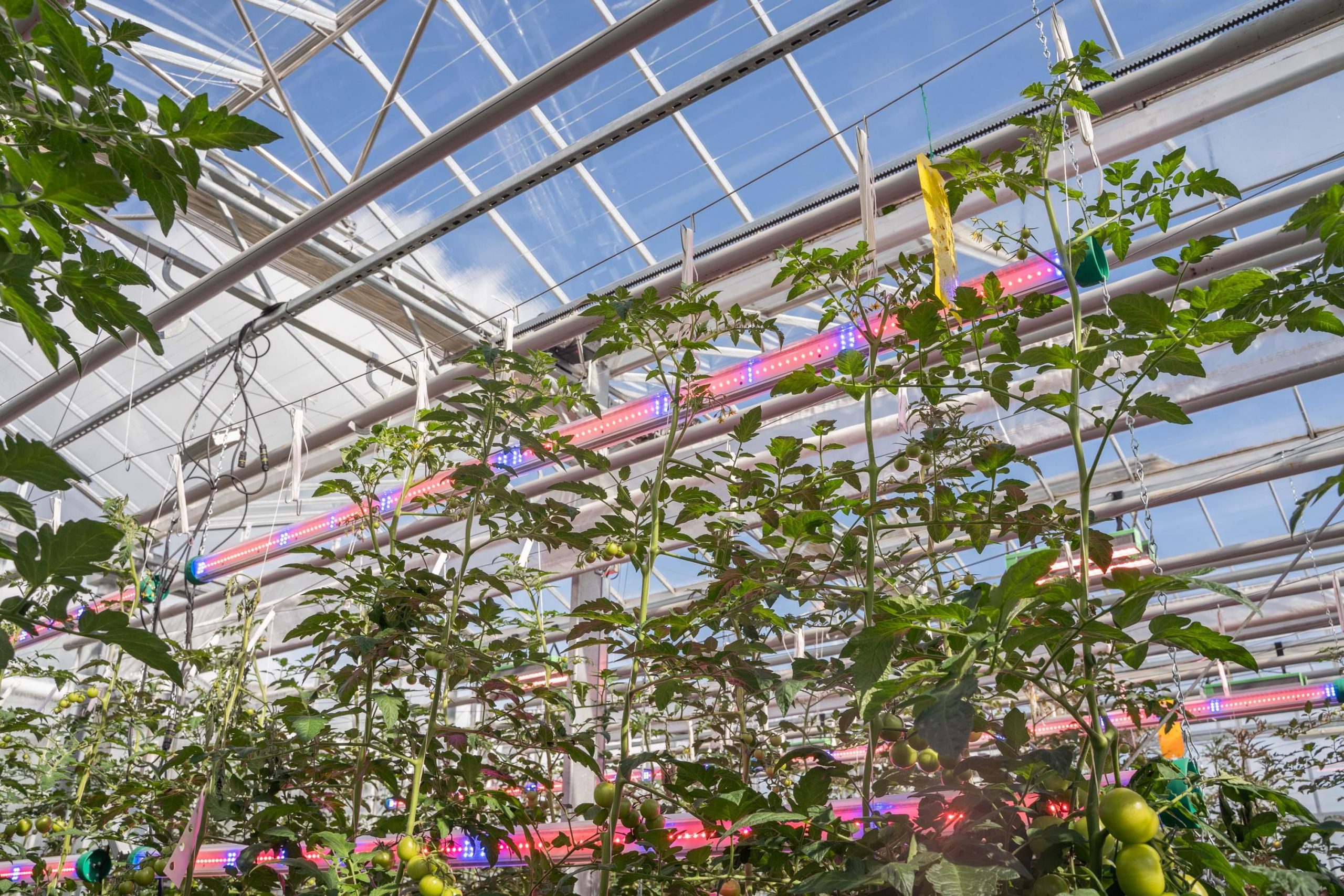 How indoor growers can leverage energy support through LED switch