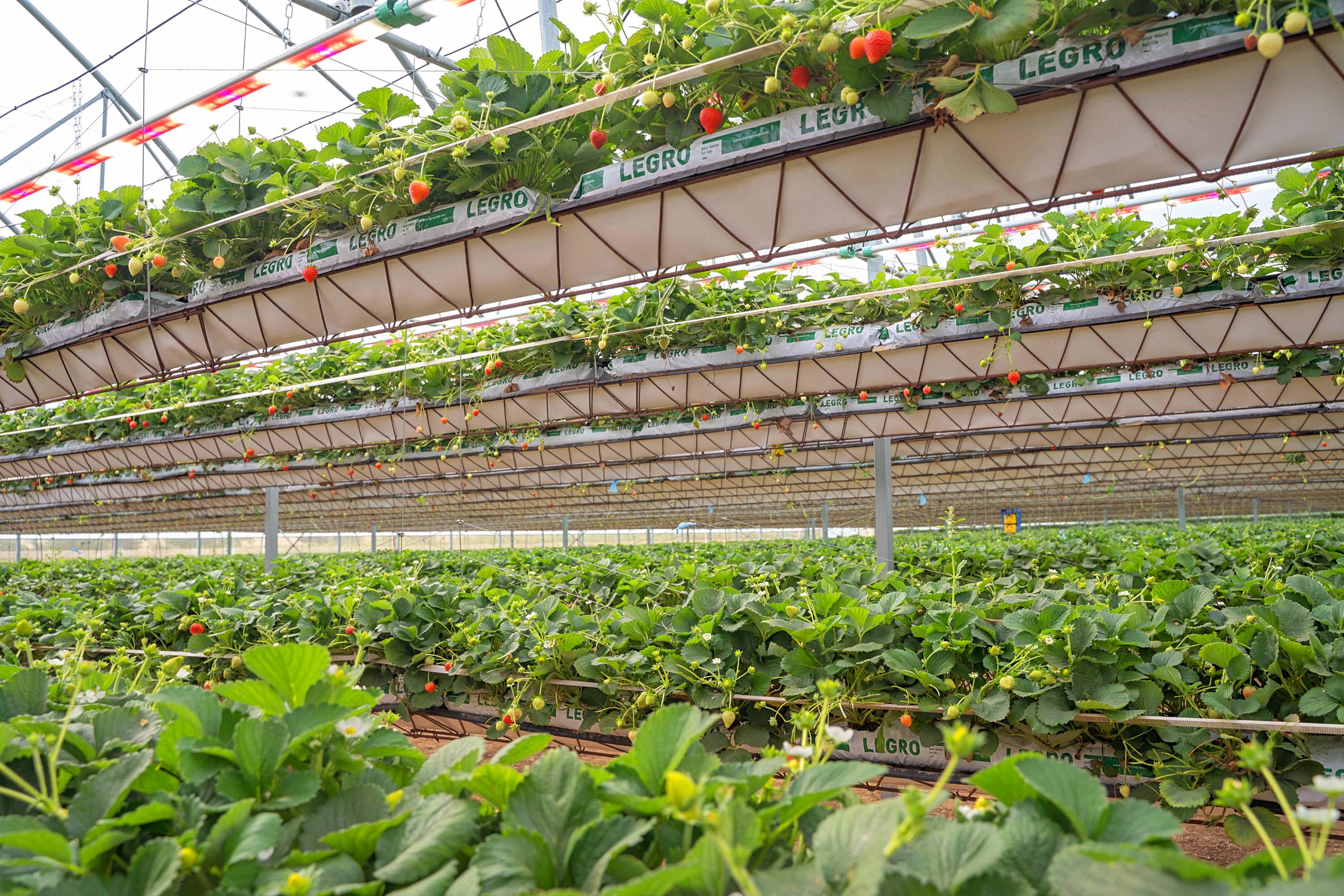 Light Science Technologies secures trials for sensorGROW