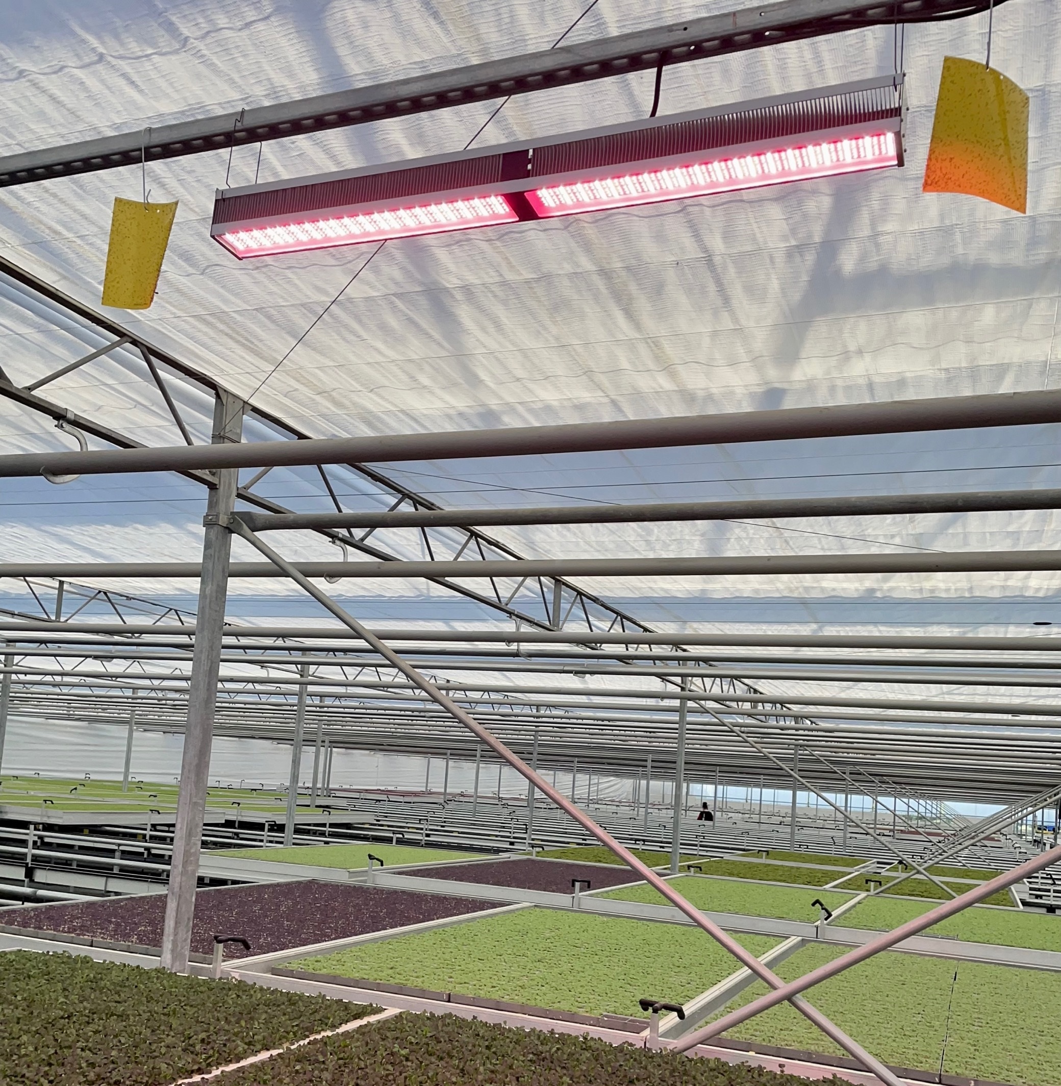 CEA farming: clocking the potential for year-round crops 