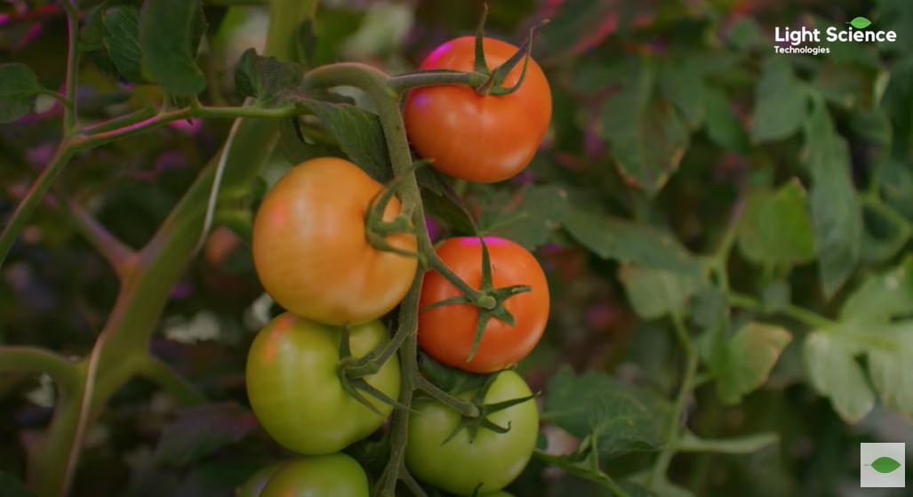 Five facts about tomatoes