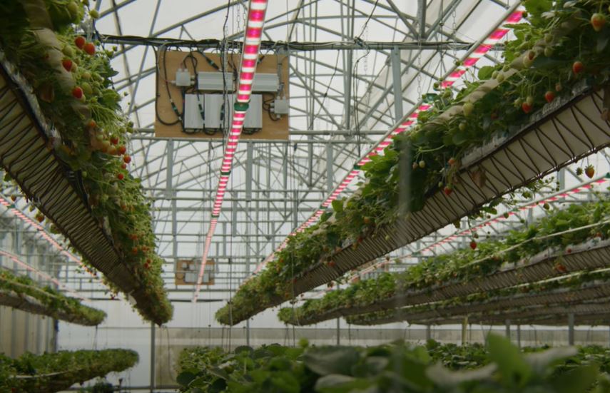 Strawberry lighting installation case study