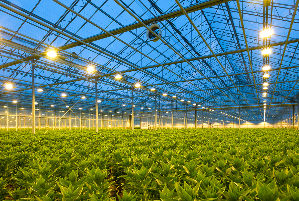 Experts believe light technology will help turn European winter into longer growing season