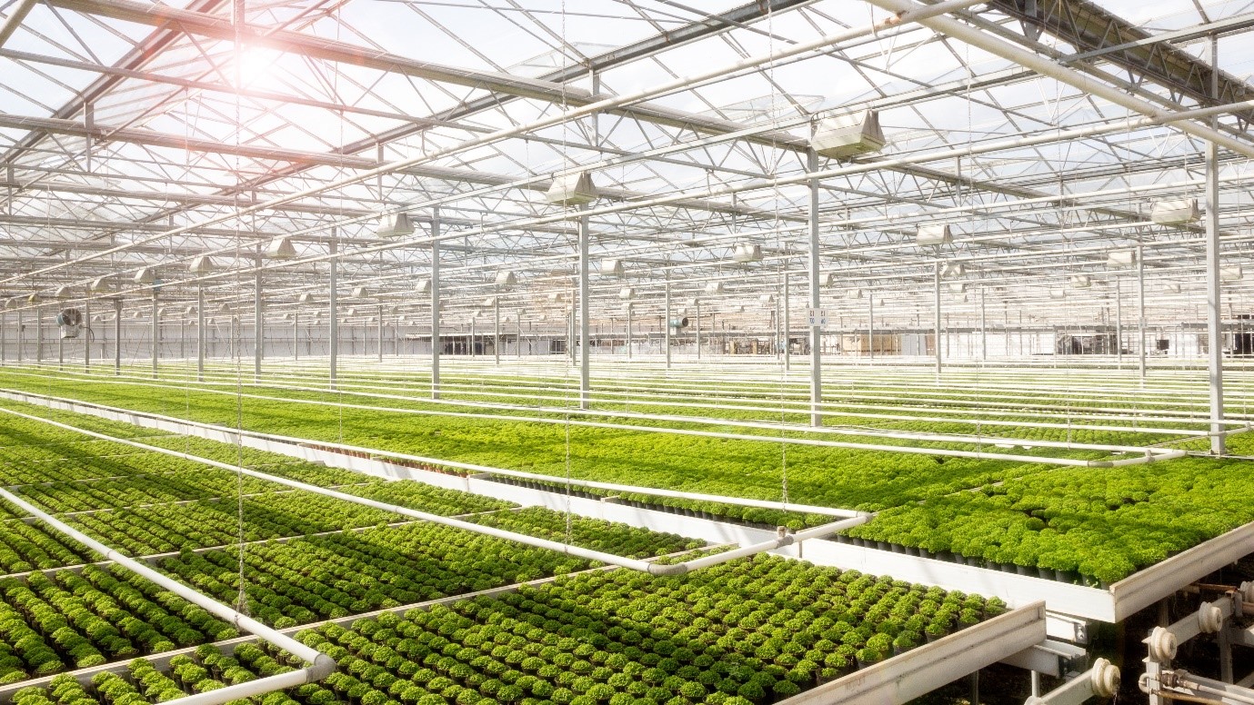 Greenhouse lighting innovators welcome inclusion of horticulture in latest phase of Energy Transformation Fund