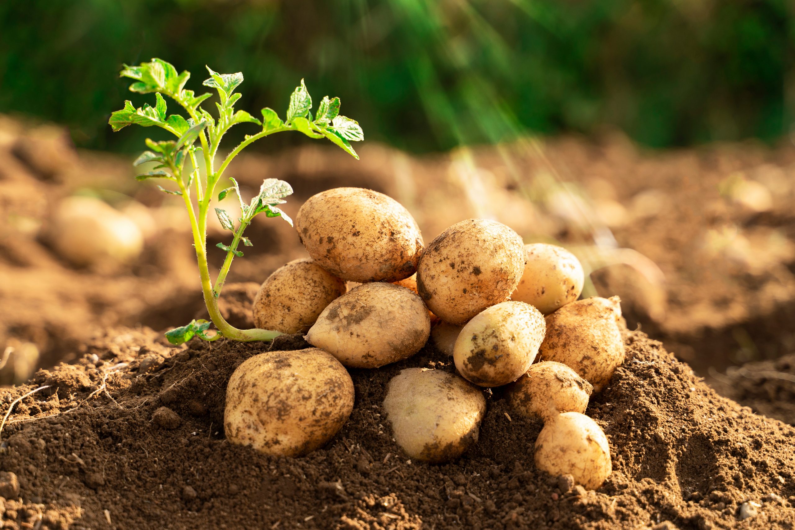 Light Science Technologies supports TRIP trial to reduce inputs into potatoes