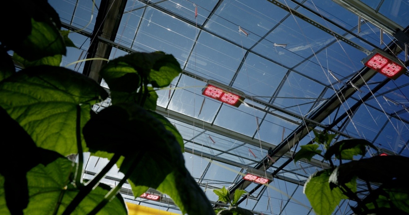 Light Science Technologies renews partnership with Gavita International to supply Agrolux LED range in the UK & Eire